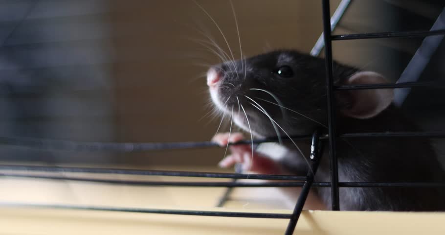 Pet White and black Rat looks forward to socializing with a human in a cage. Cute rat with shiny black eyes and long whiskers