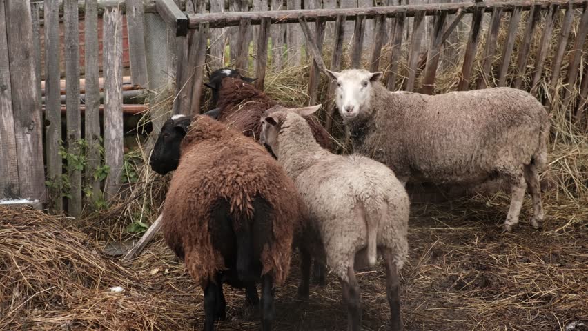 Flock of sheep grazes peacefully in a rustic farm setting alive with nature. Detailed closeup of brown and white sheep herd. Concept of sheep farming and herding. Open-air sheepfold. Farmhouse