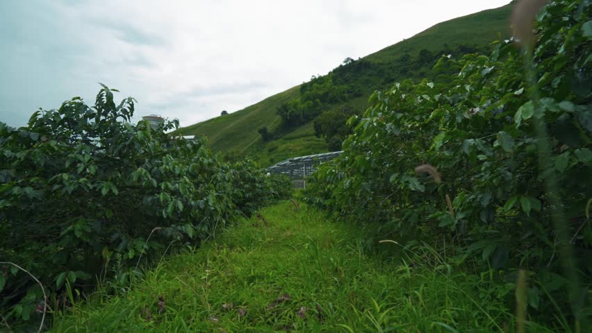 Aerial image of coffee plantation in china yunnan