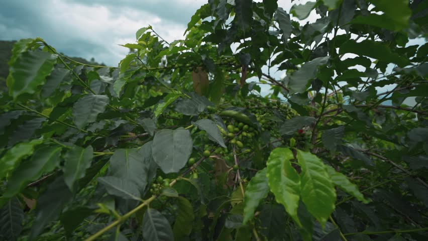 Aerial image of coffee plantation in china yunnan