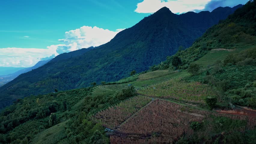 Aerial image of coffee plantation in china yunnan