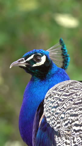peacocks sitting on branch in forest. Vertical video