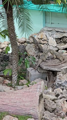 Monitor lizard crawls along a rocky shore, rocky beach, coral atoll, iguana