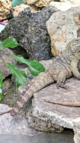 Monitor lizard crawls along a rocky shore, rocky beach, coral atoll, iguana