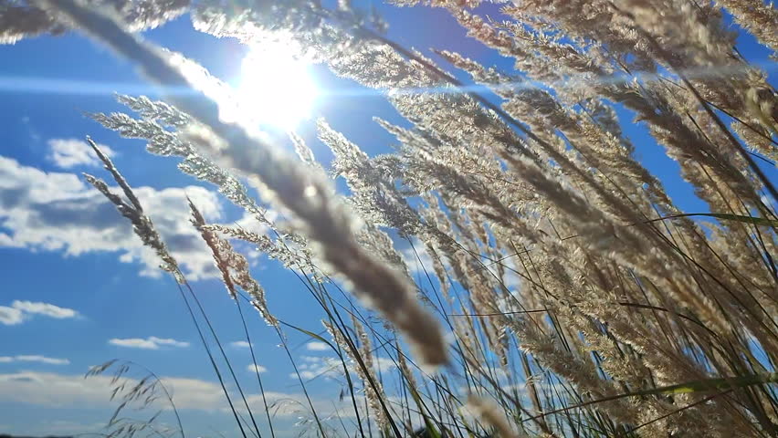 Many stems dry feather grass flowers swaying in wind on background of blue sky with the shining sun on sunny summer day. Bush of feather grass swaying of wind. Brushes of soft fluffy reed close-up