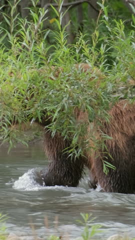Big brown bear hunts for salmon in the water and catch the fish, Kamchatka, Russia. Vertical video