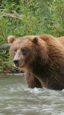 Big brown bear hunts for salmon in the water and catch the fish, Kamchatka, Russia. Vertical video