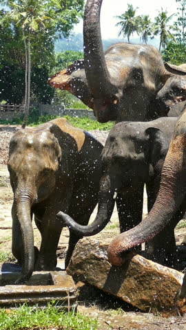 Elephants spray water at the Pinnawala Elephant Orphanage in Sri Lanka. Vertical video