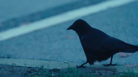 Solitary Crow Walking Alongside a Sidewalk at Dusk - Powered by Shutterstock - Get 15% off with code: PIKWIZARD15