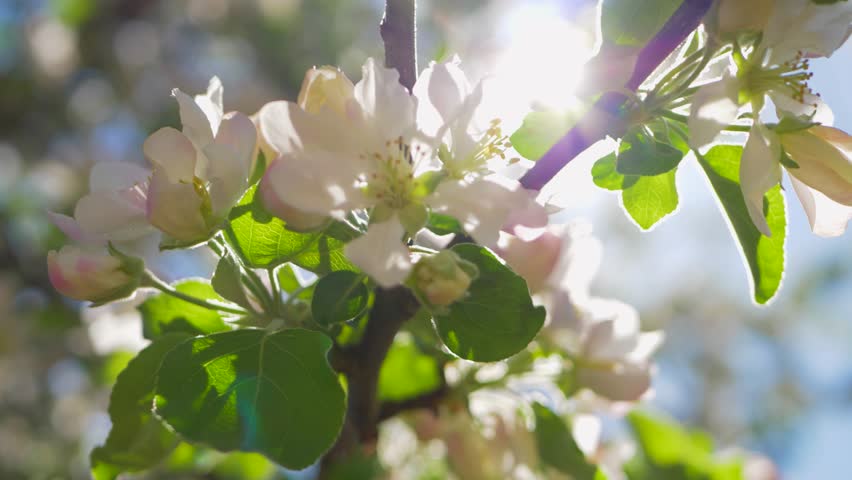 Blossom apple tree on blue sky background. Flowers of branch on spring day