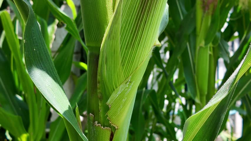 Freshly harvested corn displays vibrant green husks in agricultural field