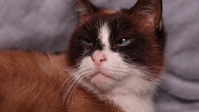 siamese female cat sitting on blanket and relaxing. cat with crossed blue eyes.medical issue with vision - Powered by Shutterstock - Get 15% off with code: PIKWIZARD15