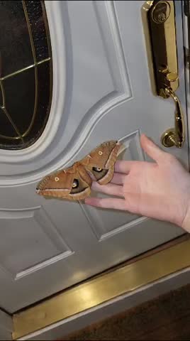 Large Polyphemus Silk Moth Perched on a Hand Near a Door