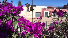 Colorful Butterfly on Vibrant Bougainvillea Flowers in Mexico - Powered by Shutterstock - Get 15% off with code: PIKWIZARD15