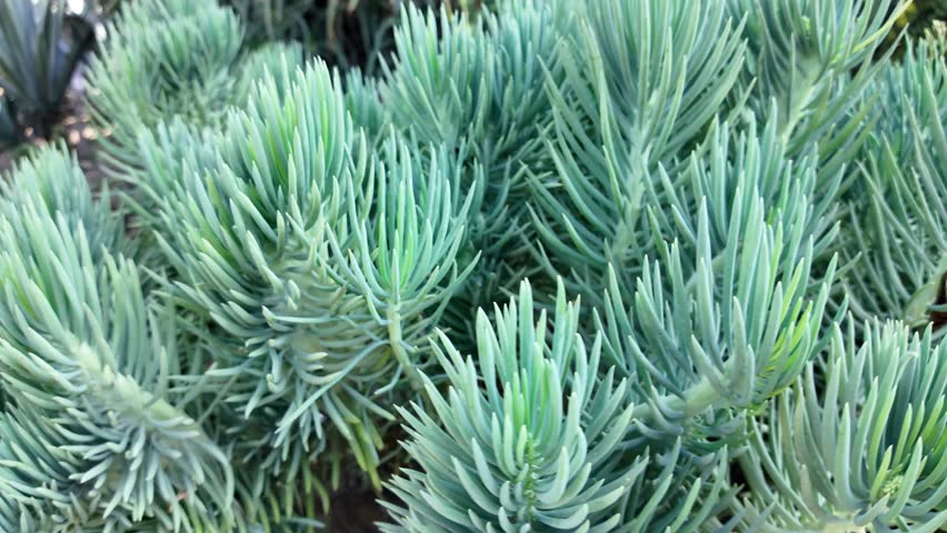 Lush green succulent plants thrive in a garden setting under bright sunlight
