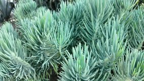 Lush green succulent plants thrive in a garden setting under bright sunlight - Powered by Shutterstock - Get 15% off with code: PIKWIZARD15