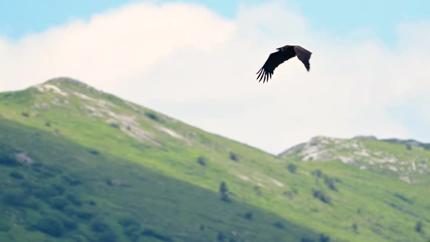 Cinereous vulture Aegypius monachus In the wild. Slow motion. A bird flies against the background of mountains.