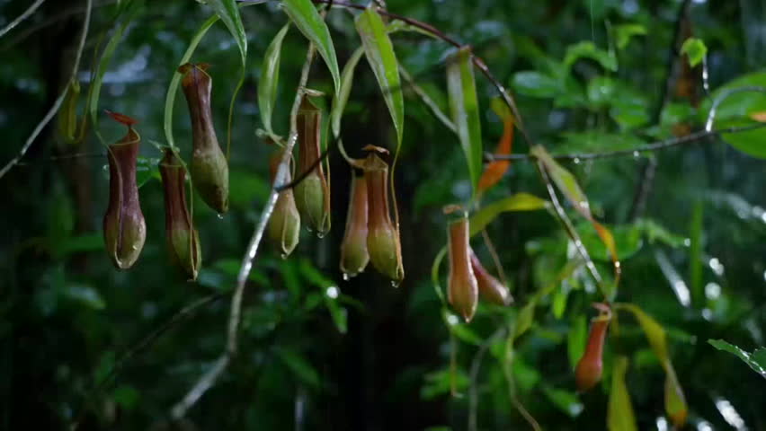 Close up of Carnivorous Pitcher Plant or Monkey cups in Rainforest Jungle. Carnivorous Plant Lures In and Eats Insects Hangs from Vines, Borneo, Malaysia.