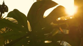 LENS FLARE, CLOSE UP: Backlit Monstera leaf with its characteristic fenestrations and rich green tones in golden light. Sunlight casts a warm glow through perforated foliage of a tropical houseplant. - Powered by Shutterstock - Get 15% off with code: PIKWIZARD15