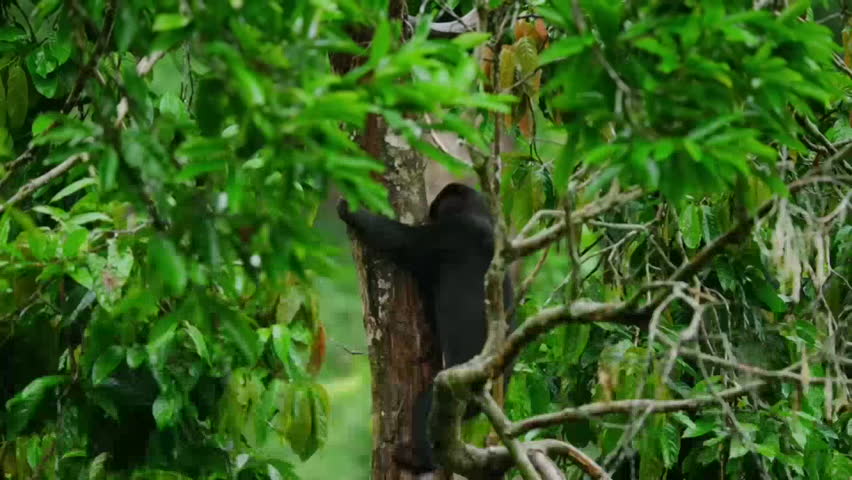 Malayan sun bear or Honey bear (Helarctos malayanus) looking for food in rainforest, Borneo, Malaysia.