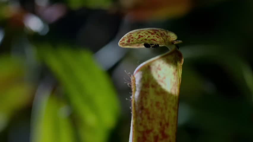 Slow motion of Water drops bring insect fall into carnivorous pitcher plant, Borneo, Malaysia.