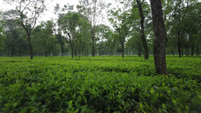 Eye levels aerial view of a large tea garden planted at the foothills of Darjeeling Himalayas inside native tree shades for industrial scale tea production in a heritage tea estate, West Bengal
