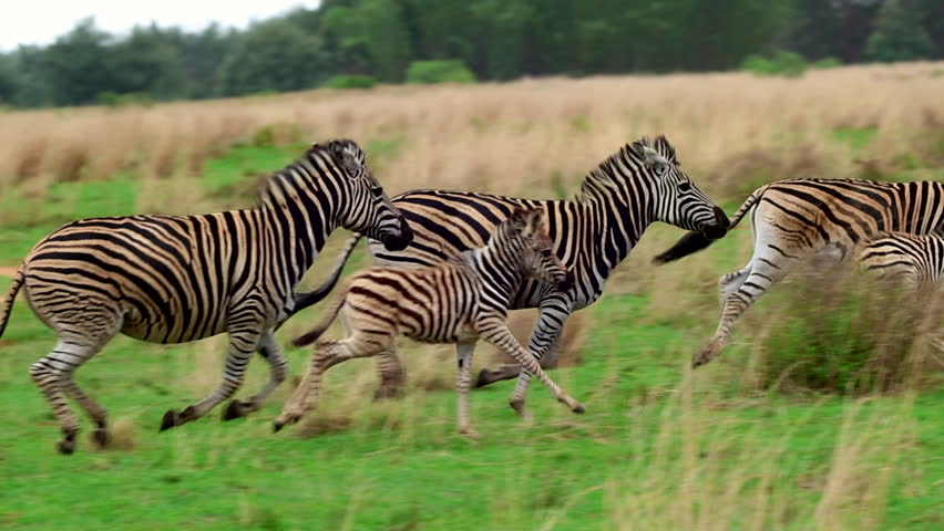 Herd of Burchell's zebra with foals run in slomo over grassy plain, tracking