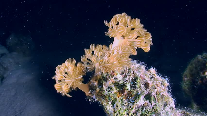 A picturesque group of young colonies of Pale pulse soft coral (Heteroxenia ghardaquensis) pulsating against a dark background.