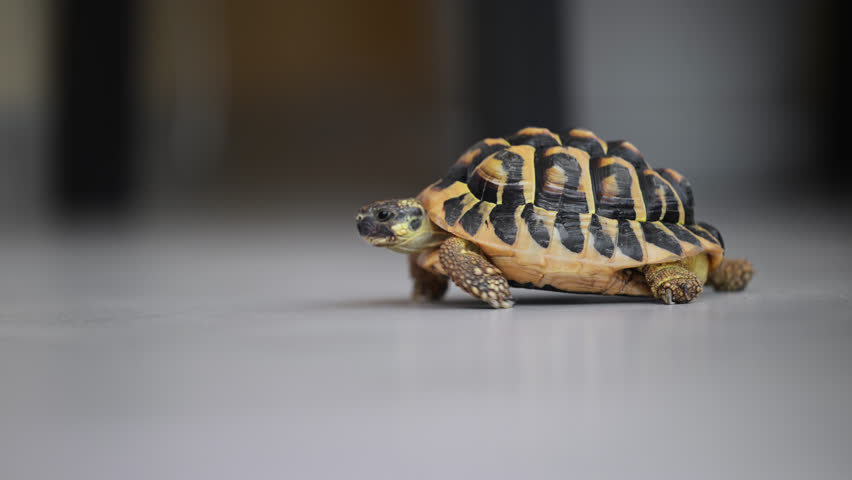 Greek tortoise crawling across the floor, a cute and funny moment captured in 4K slow motion