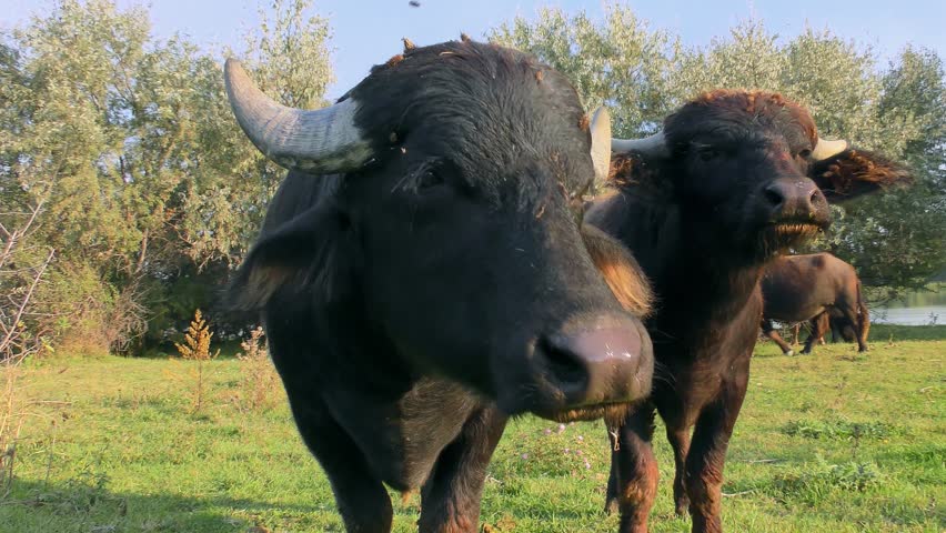 Two Water Buffalo (Bubalus bubalis) s grazing against the backdrop of a river and floodplain forest, close-up.