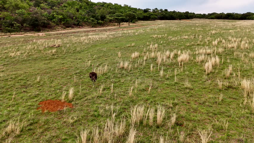 Rear aerial tracking view of male ostrich running over open grassy field