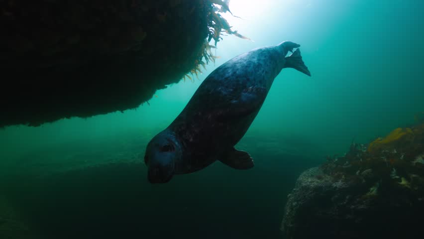 A playful seal interacts with a diver's fins in Percé, Québec, creating a fun and engaging underwater moment, captured in stunning 60fps detail