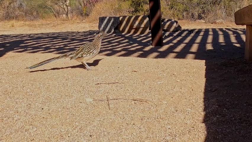 Roadrunners searching for prey - Tucson, Arizona