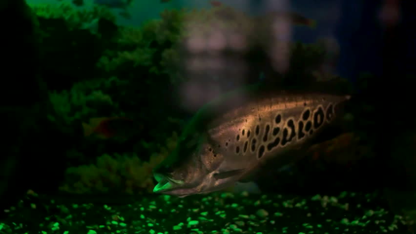 African pike green light in aquarium
