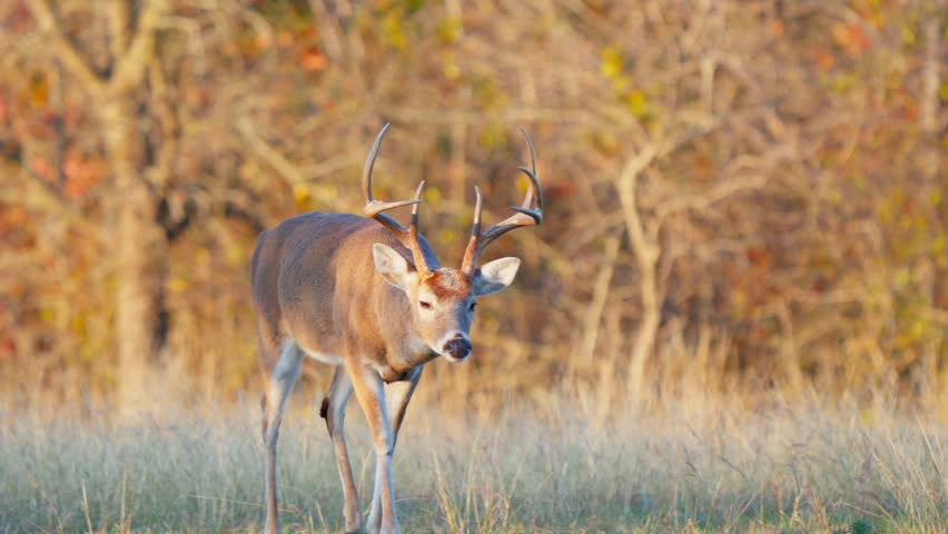 Whitetail Deer Buck Chasing does during the Rutting season