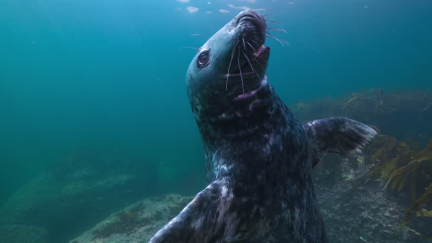 A playful seal interacts with a diver's fins in Percé, Québec, creating a fun and engaging underwater moment, captured in stunning 60fps detail