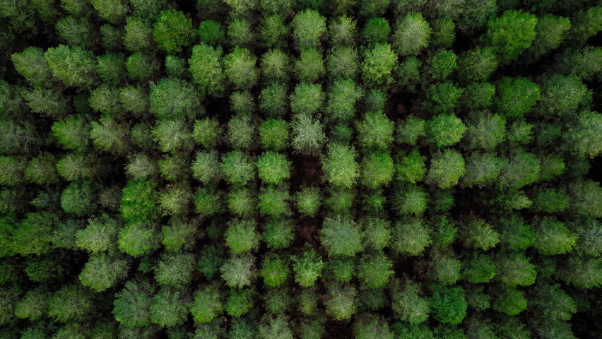 Aerial: Top down drone shot of green pine tree coniferous forest in Greece