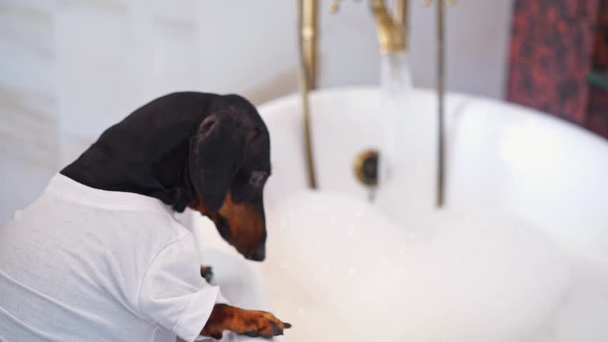 A caring dachshund dog in white T-shirt carefully lowers rubber yellow duck to wash in bathtub with foam, a stream of water from tap flows into vintage container Pet playing with a toy in the shower
