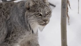 Side View Of Wild Canadian Lynx Looking For Prey In The Forest. - closeup shot - Powered by Shutterstock - Get 15% off with code: PIKWIZARD15