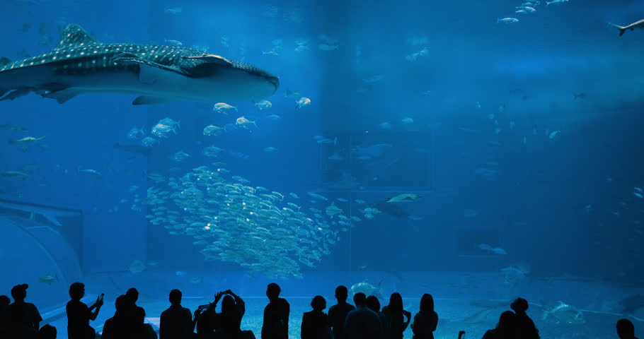 A majestic whale shark glides gracefully in Okinawa renowned aquarium, surrounded by swirling fish and sleek rays. Silhouetted visitors snap photos of this breathtaking marine wonder. Japan Tourism.