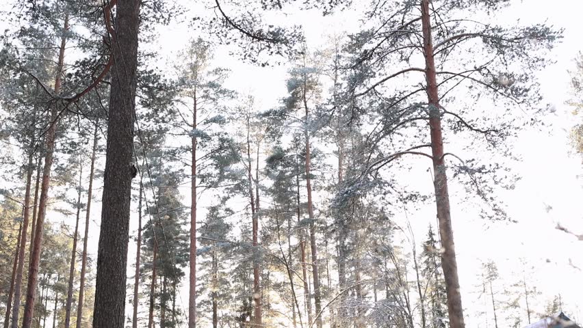 Peaceful winter village scene of snow-covered houses and well surrounded by pine trees. Soft sunlight filters through the forest. Cozy and serene atmosphere in the countryside. Sunny day