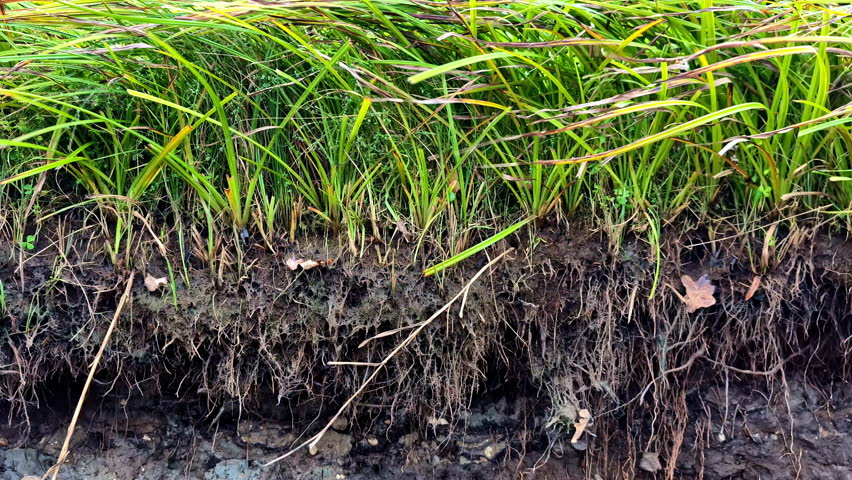 Detailed cross-section showing soil layers, plant roots, and grass growth, highlighting natural ecosystems