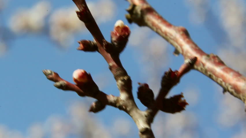 Flowering Apricot tree buds in spring.