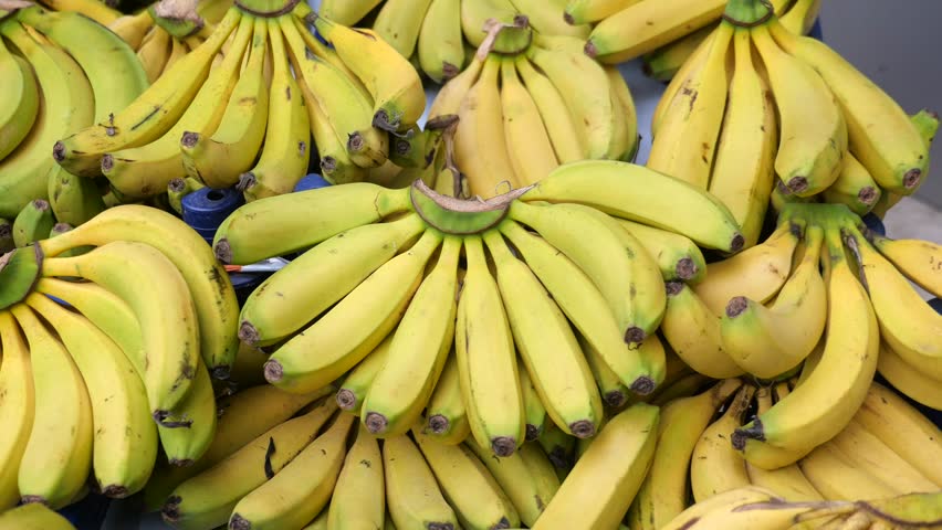 We have Fresh Bunches of Ripe and Absolutely Delicious Bananas Ready and Available for Sale Today