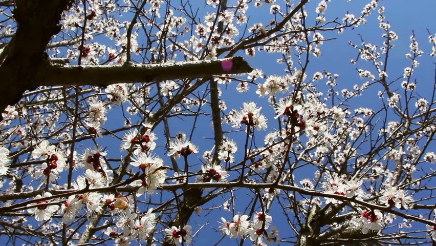 Apricot Orchard / Apricot flowers blooming in springtime.