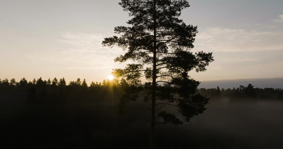 Aerial view circling a silhoutte tree, sunny morning, foggy sunrise in Finland