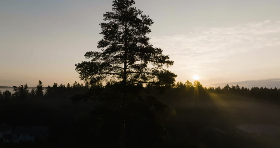 Aerial view circling a silhoutte tree, sunny morning, foggy sunrise in Finland