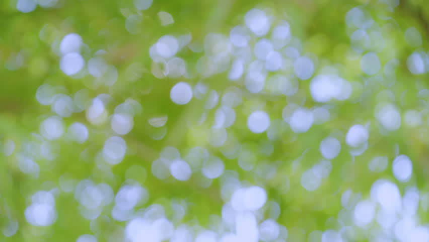 Blurry shot of the leaves of the trees in a forested area in a Southeast Asian city.