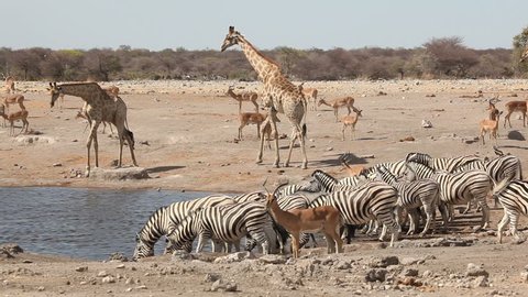 Plains zebras, impala antelopes and giraffe gathering at a waterhole, Etosha National Park, Namibia