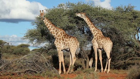 Giraffes (Giraffa camelopardalis) feeding on an Acacia tree, South Africa